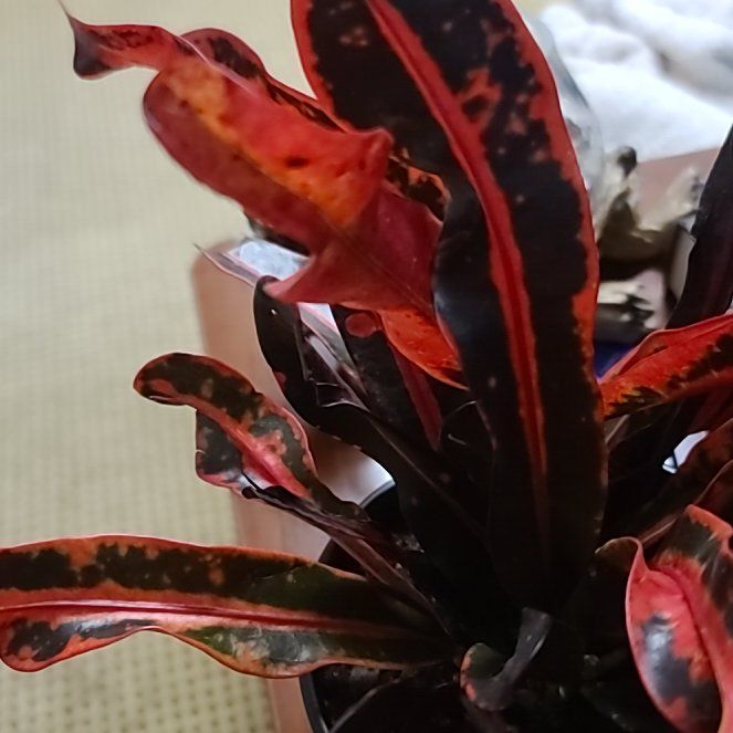 Photo of the plant species Mammy Croton by @ItsMeRachii named Ulysses S Plant on Greg, the plant care app
