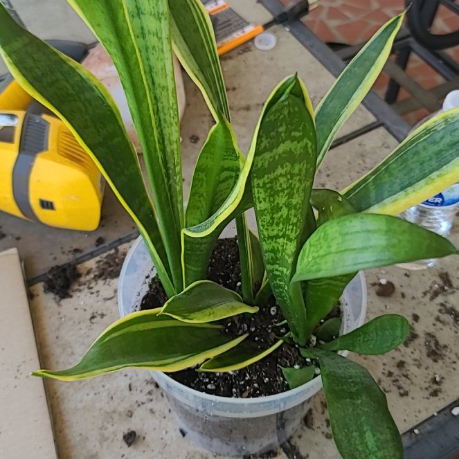 Photo of the plant species Golden Flame Snake Plant by @ItsMeRachii named Athena on Greg, the plant care app