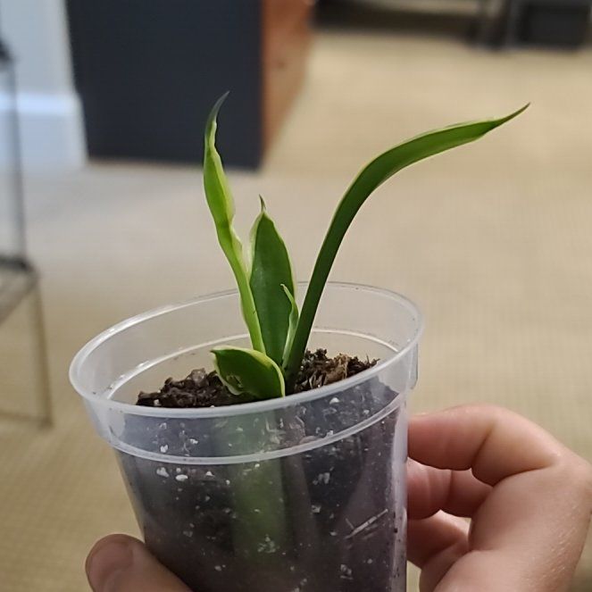 Photo of the plant species Golden Flame Snake Plant by @ItsMeRachii named Athena's Baby on Greg, the plant care app