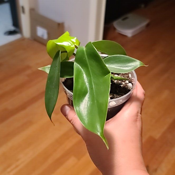 Photo of the plant species Florida green by @ItsMeRachii named Pax on Greg, the plant care app