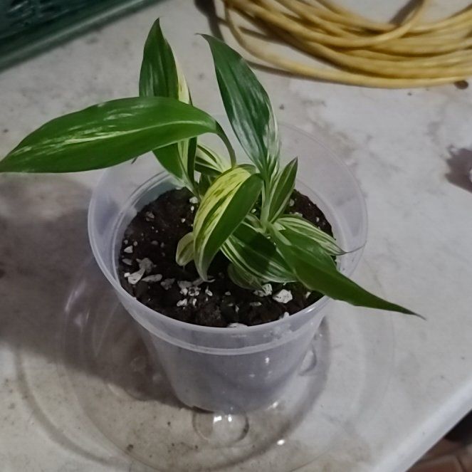 Photo of the plant species Variegated White Ginger by @ItsMeRachii named Terra on Greg, the plant care app
