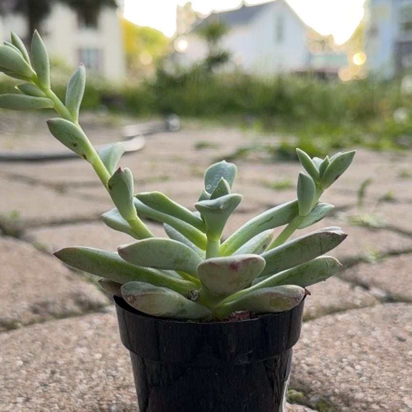 Photo of the plant species Echeveria Green Goddess by @KineticPuriri73 named Darwin on Greg, the plant care app