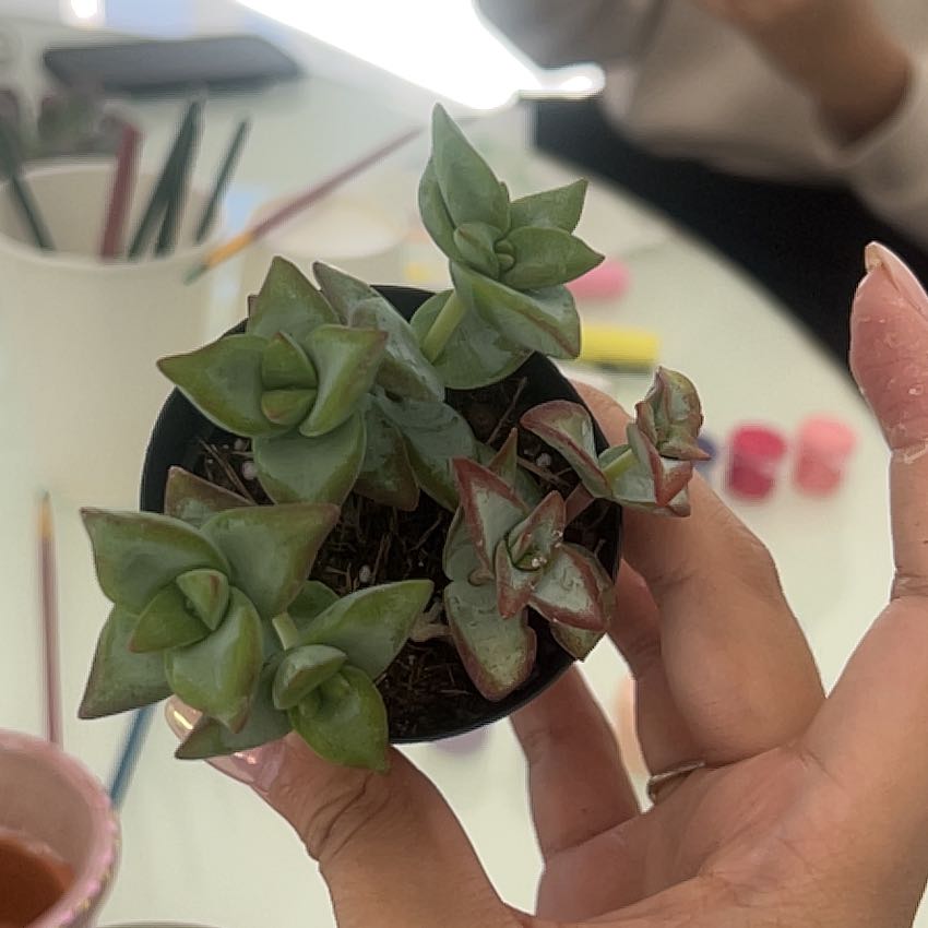 Photo of the plant species Crassula Ivory Towers by @BrawnyPersia16 named Gaga on Greg, the plant care app
