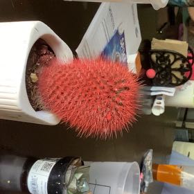 Photo of the plant species Katherine Blood-Lily by @DollBacopa48 named Bieber on Greg, the plant care app
