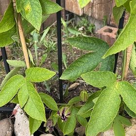 Photo of the plant species Maypop by @NiftyPinetree60 named Eva on Greg, the plant care app