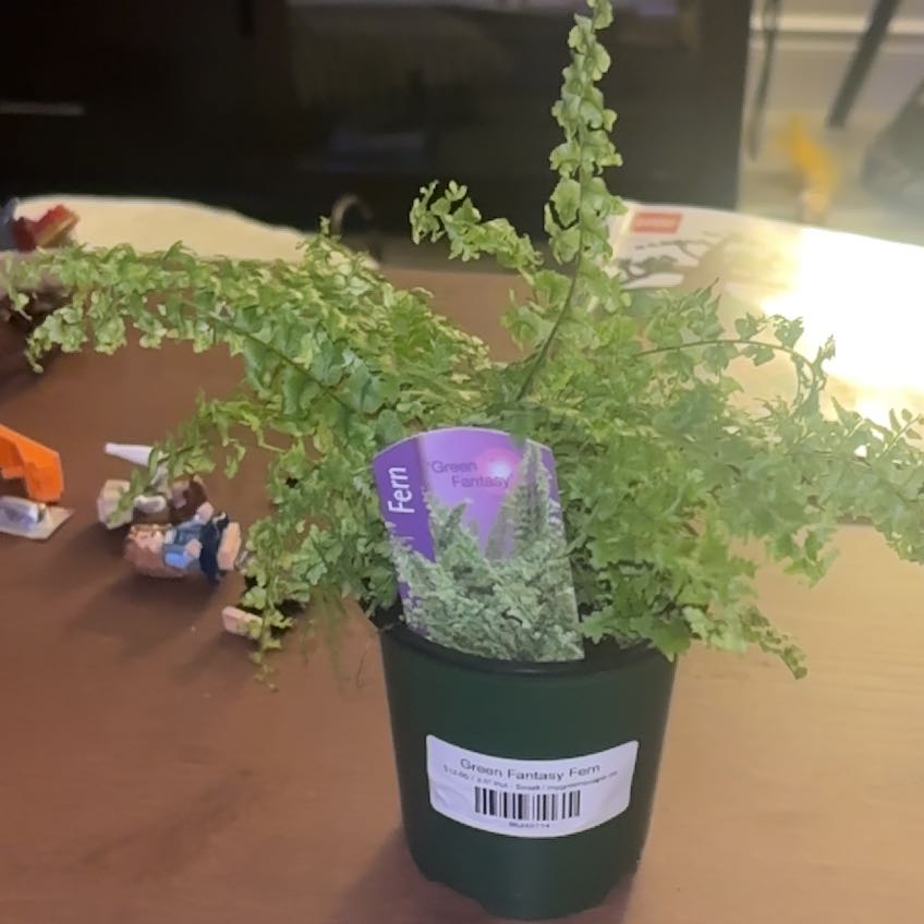 Photo of the plant species Green Fantasy Fern by @UnbrokenLukiwan named Potato on Greg, the plant care app