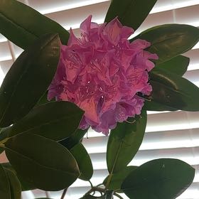 Photo of the plant species Catawba Rhododendron by @ProNectarine23 named Spike Leaves on Greg, the plant care app