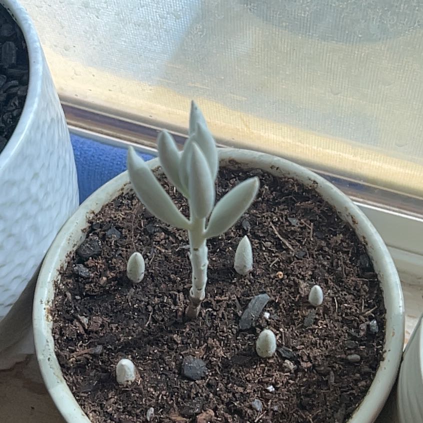 Photo of the plant species Cocoon Plant by @LitheRedalder99 named Dry Bones on Greg, the plant care app