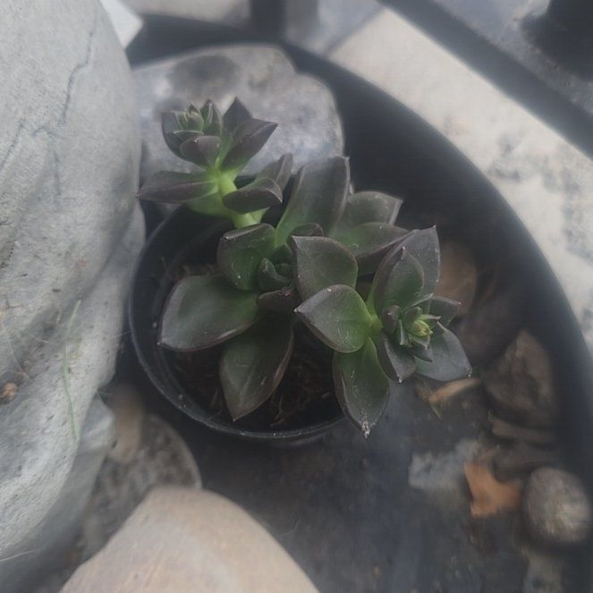 Photo of the plant species Echeveria 'Red Licorice' by @AwakeSedge13 named Red on Greg, the plant care app