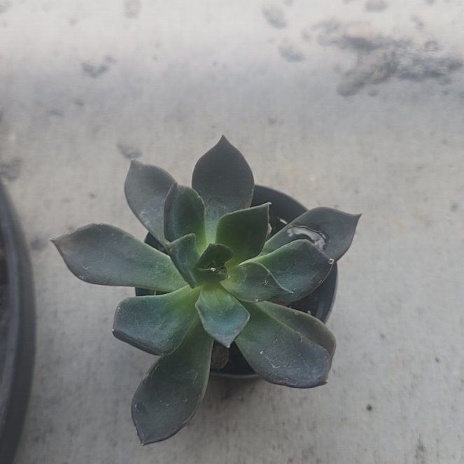 Photo of the plant species Echeveria 'Dark Moon' by @AwakeSedge13 named Mooney on Greg, the plant care app