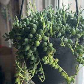 Photo of the plant species String of Raindrops by @SteamyBlueelf27 named Aristotle on Greg, the plant care app