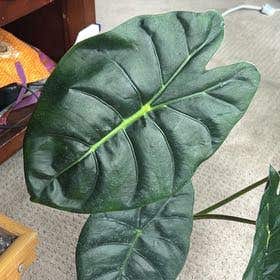 Photo of the plant species Alocasia Golden Bone by @qilliqan named Nithin on Greg, the plant care app