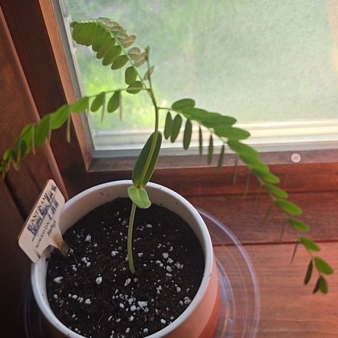 Photo of the plant species Chamber Bitter by @ProAnacua82 named Sigmund on Greg, the plant care app