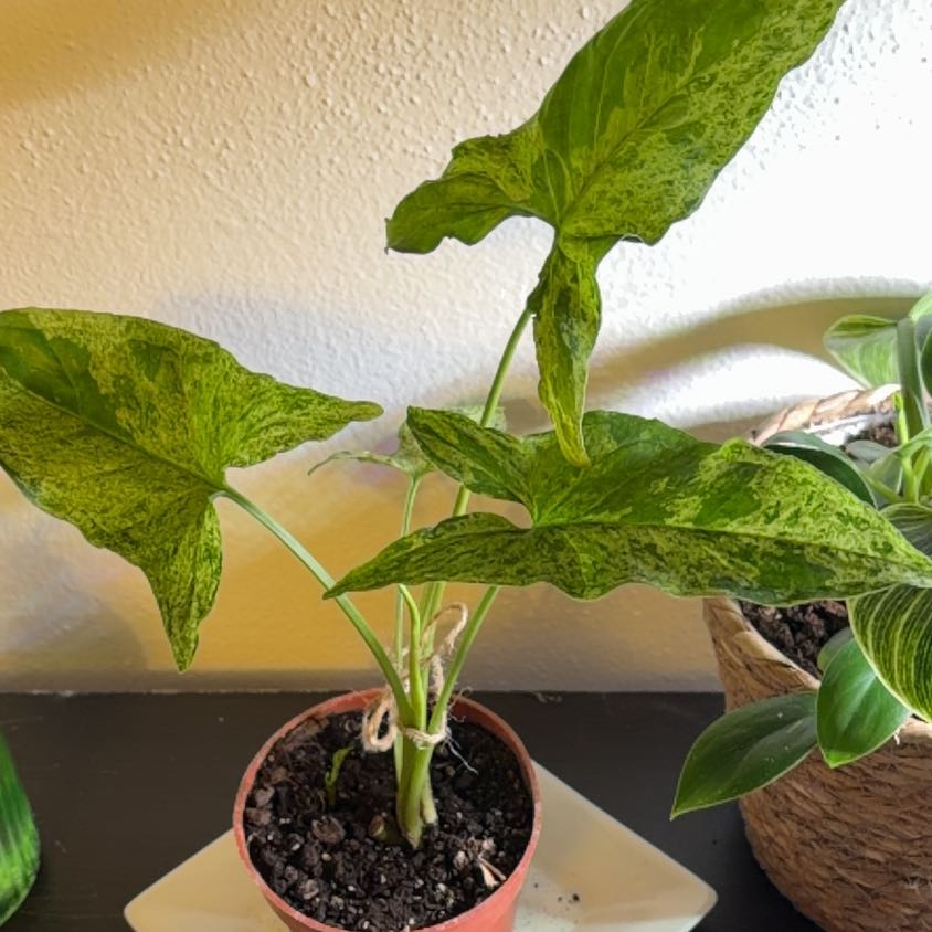 Photo of the plant species Arrowhead by @LovelyVetiver6 named Mojo on Greg, the plant care app