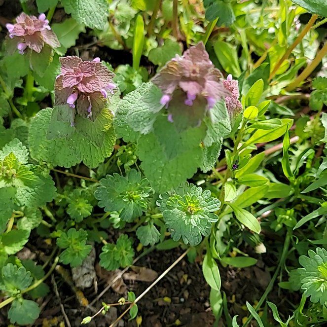 Photo of the plant species Purple Archangel by @PoshEspostoa51 named Harper on Greg, the plant care app