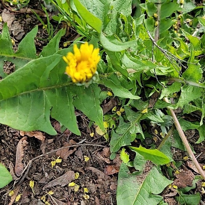 Photo of the plant species Blowball by @PoshEspostoa51 named Pax on Greg, the plant care app