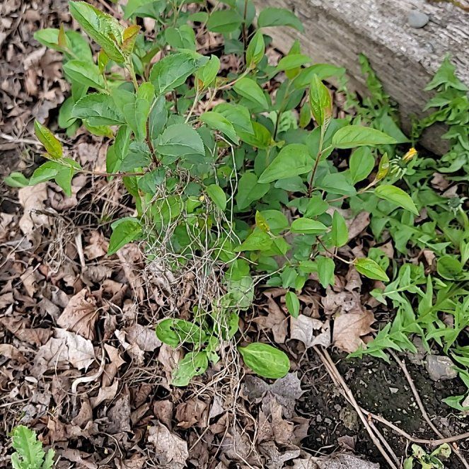 Photo of the plant species Sacred Bamboo by @PoshEspostoa51 named Nemo on Greg, the plant care app