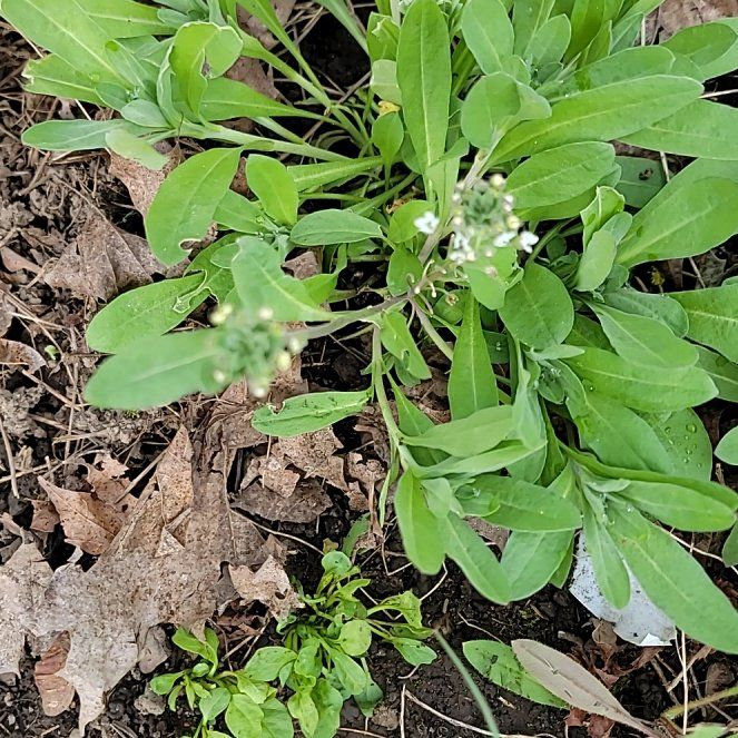 Photo of the plant species Field Pennycress by @PoshEspostoa51 named Bella on Greg, the plant care app