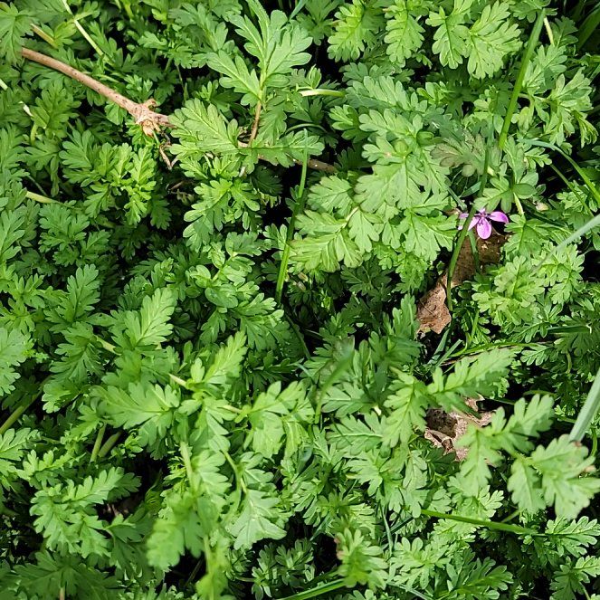 Photo of the plant species Robert Geranium by @PoshEspostoa51 named da Vinci on Greg, the plant care app