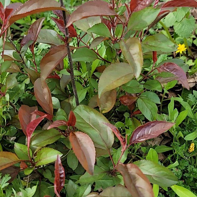 Photo of the plant species Cherry Plum by @PoshEspostoa51 named Gomez on Greg, the plant care app