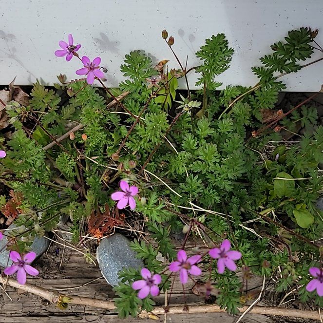 Photo of the plant species Common Stork's Bill by @PoshEspostoa51 named Wall-E on Greg, the plant care app