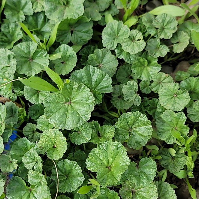 Photo of the plant species Common Mallow by @PoshEspostoa51 named Kardashian on Greg, the plant care app