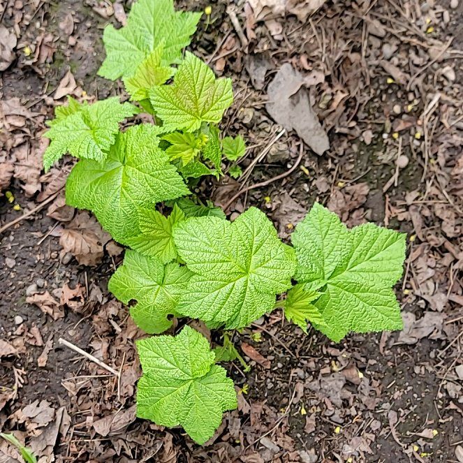 Photo of the plant species Purple-Flowered Raspberry by @PoshEspostoa51 named Sonora on Greg, the plant care app