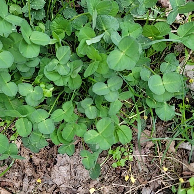 Photo of the plant species Asian Ponysfoot by @PoshEspostoa51 named Homer on Greg, the plant care app