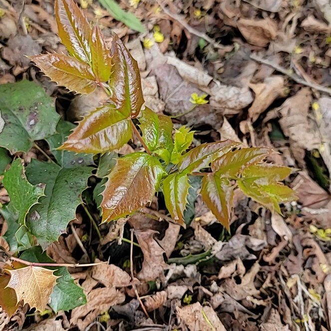 Photo of the plant species Oregon Grape by @PoshEspostoa51 named McKinley on Greg, the plant care app