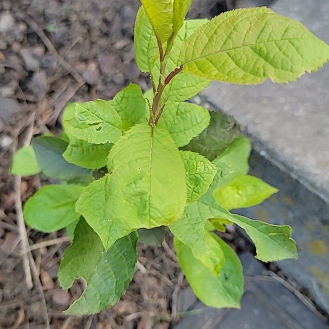 Photo of the plant species Bird Cherry by @PoshEspostoa51 named Demi on Greg, the plant care app