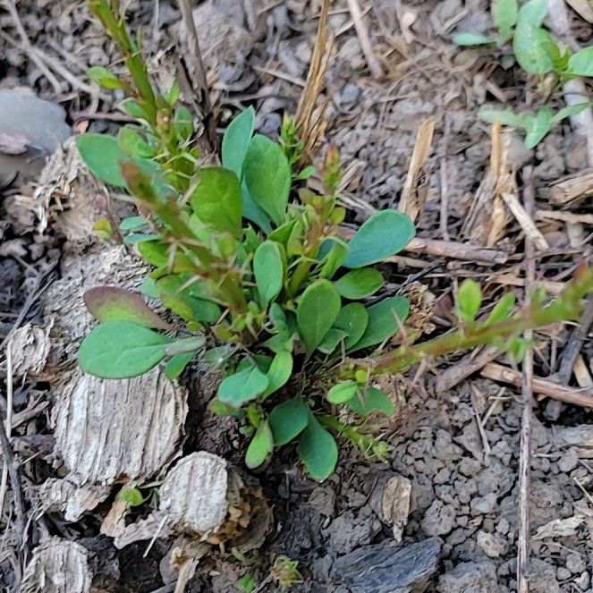 Photo of the plant species Sheep Sorrel by @PoshEspostoa51 named Kobe on Greg, the plant care app