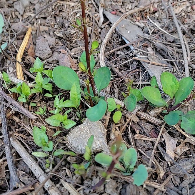 Photo of the plant species Creeping Phlox by @PoshEspostoa51 named Planty on Greg, the plant care app