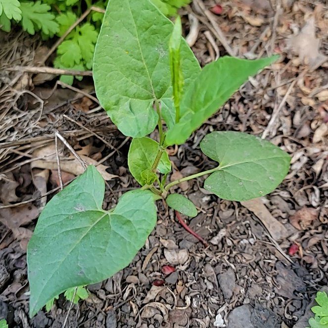 Photo of the plant species Black Bindweed by @PoshEspostoa51 named Orwell on Greg, the plant care app