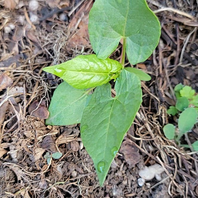 Photo of the plant species Black Bindweed by @PoshEspostoa51 named Miley on Greg, the plant care app