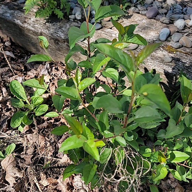 Photo of the plant species Black Chokeberry by @PoshEspostoa51 named Naomi on Greg, the plant care app
