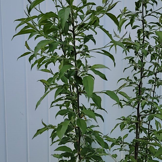 Photo of the plant species Jerusalem Artichoke by @PoshEspostoa51 named Baesil on Greg, the plant care app