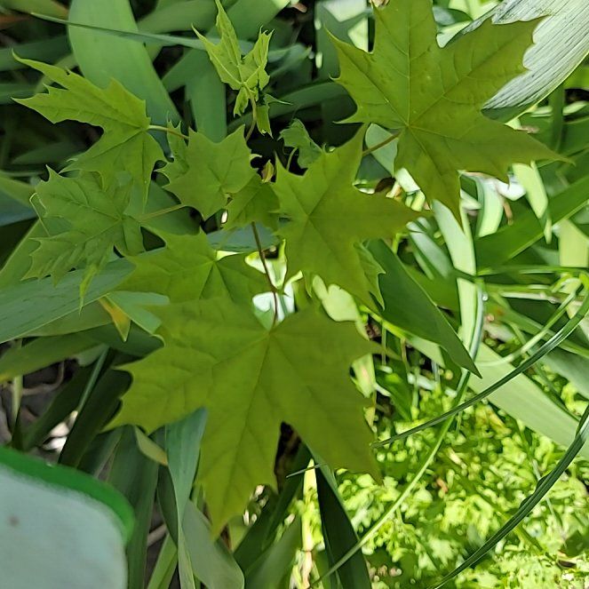 Photo of the plant species Norway Maple by @PoshEspostoa51 named Sanders on Greg, the plant care app