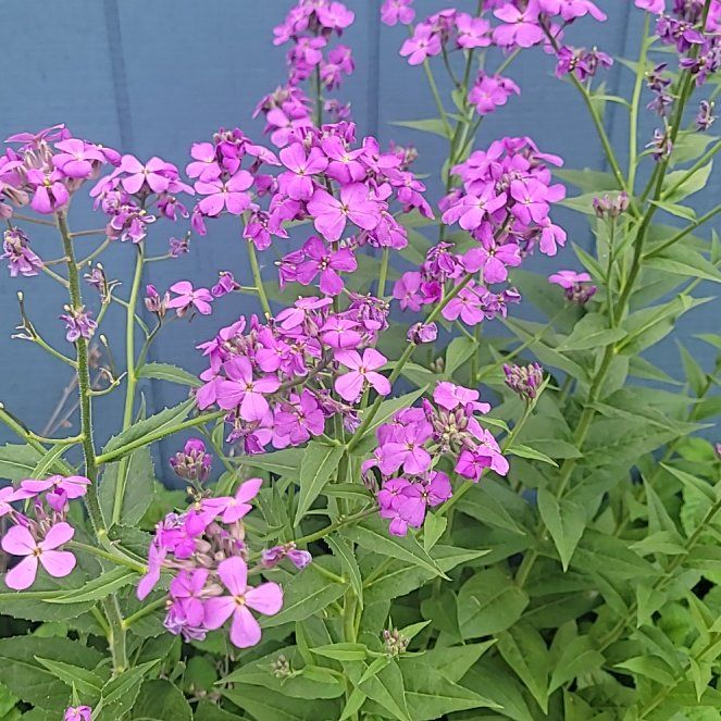 Photo of the plant species Dame's Rocket by @PoshEspostoa51 named Messi on Greg, the plant care app