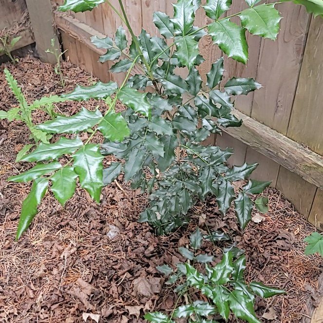 Photo of the plant species Thorny Olive by @PoshEspostoa51 named Doja Cat on Greg, the plant care app
