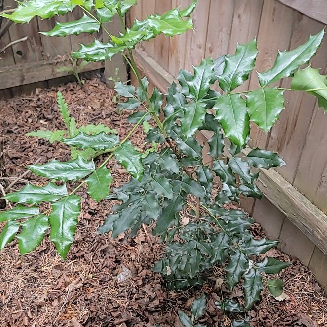 Photo of the plant species Oregon Grape by @PoshEspostoa51 named Dax on Greg, the plant care app