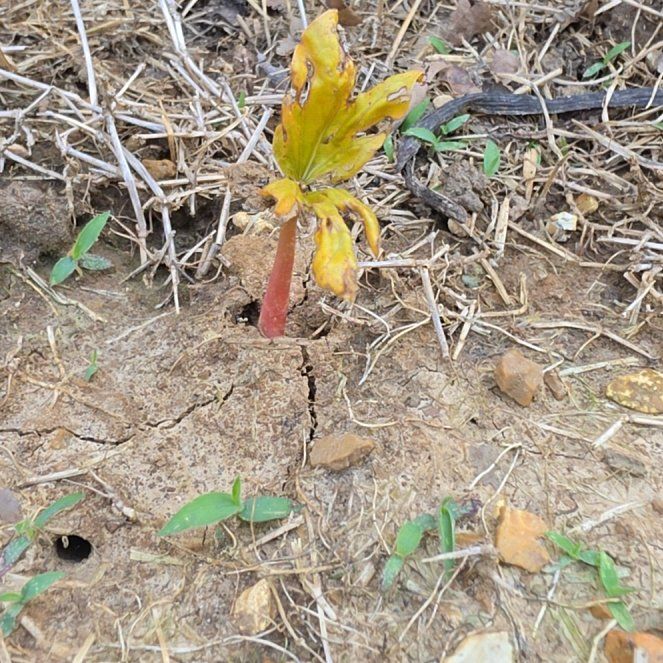 Photo of the plant species Castor Bean by @CleanRichweed11 named Leaf Erickson on Greg, the plant care app
