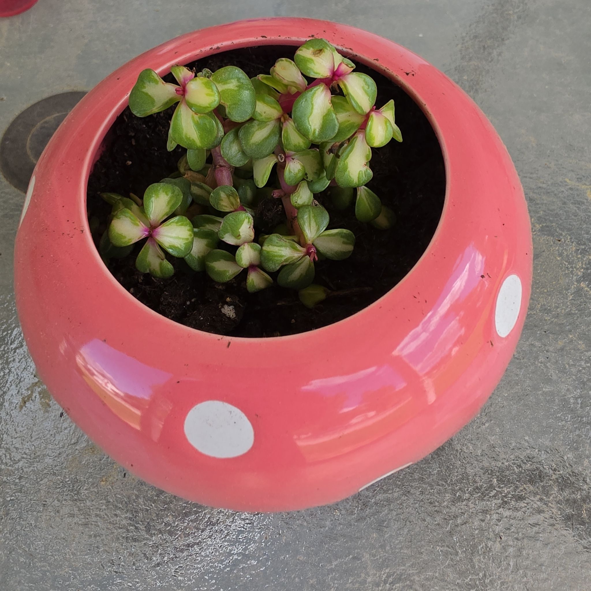 Photo of the plant species Portulacaria afra 'Kaleidoscope' by @CleanRichweed11 named Luna on Greg, the plant care app