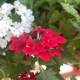 Photo of the plant species Verbena canadensis by @ModernWoreya97 named Rainier on Greg, the plant care app