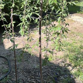 Photo of the plant species Prunus Persica by @JazzedCatpalm38 named Hemingway on Greg, the plant care app