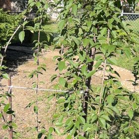 Photo of the plant species Mint by @JazzedCatpalm38 named Mollie on Greg, the plant care app