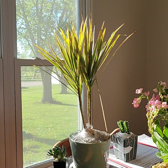 Photo of the plant species Dracaena marginata 'Bicolor' by @GnarlyAjwain79 named Xena on Greg, the plant care app