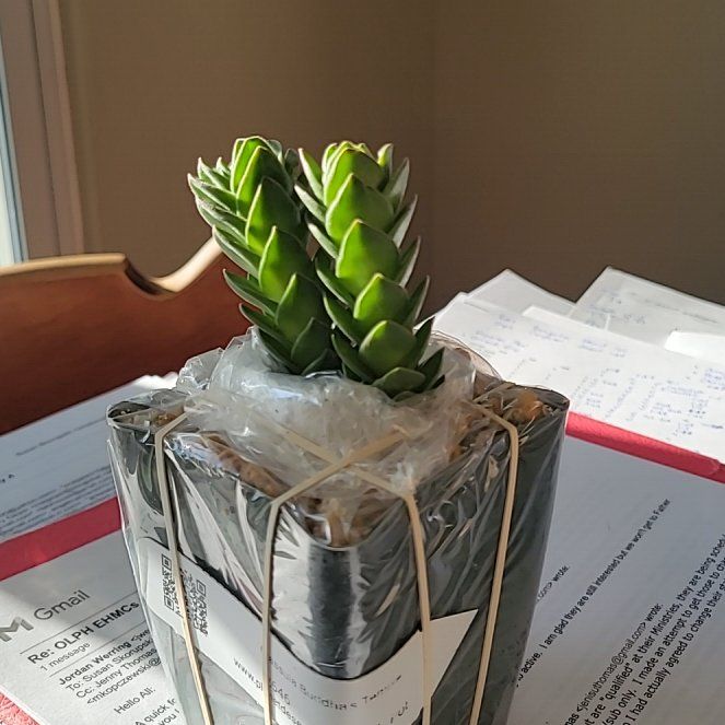 Photo of the plant species Buddhas Temple by @GnarlyAjwain79 named Lola on Greg, the plant care app