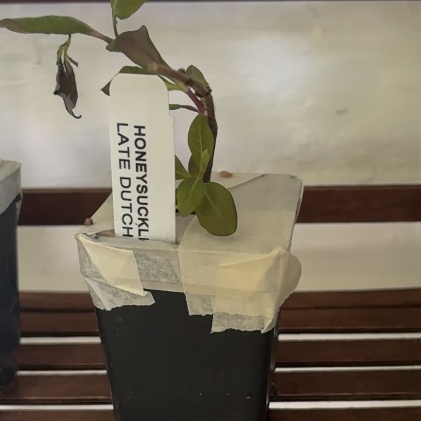 Photo of the plant species Late Dutch Honeysuckle by @PetCaraway92 named ChloroPhil on Greg, the plant care app