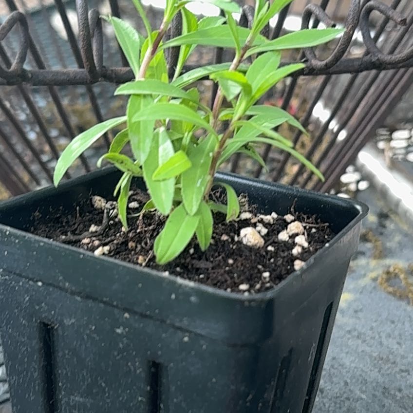 Photo of the plant species Marigold 'Mexican Mint' by @PetCaraway92 named Elina on Greg, the plant care app