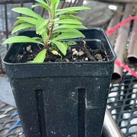 Photo of the plant species Marigold 'Mexican Mint' by @PetCaraway92 named Huckleberry Fern on Greg, the plant care app